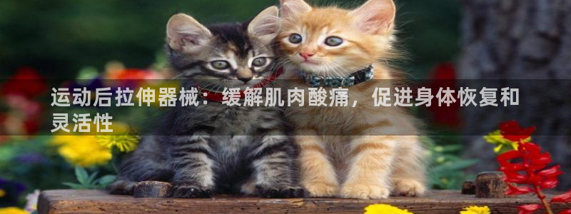 尊龙目前情况：运动后拉伸器械：缓解肌肉酸痛，促进身体