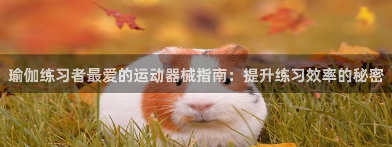 尊龙人生就是博网站：瑜伽练习者最爱的运动器械指南：提